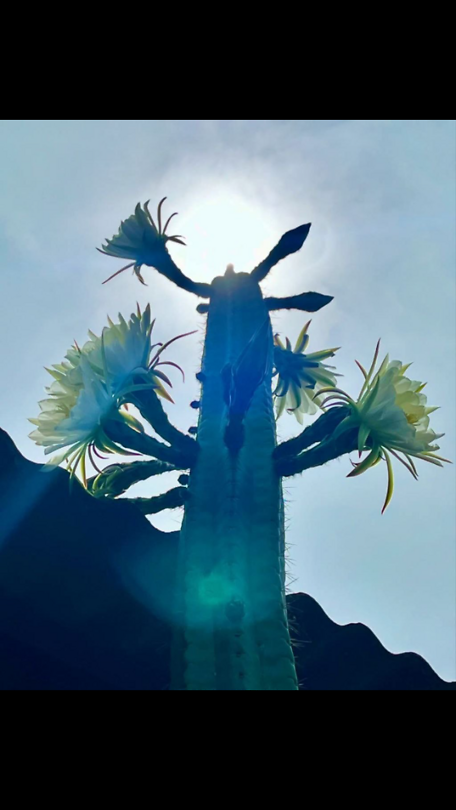 San Pedro cactus