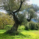 olijfboom naast de yurt