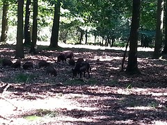 Familie wilde zwijnen in het park.