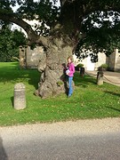 Een van de eeuwenoude eiken bij Castle Howard.