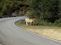 In de bergen lopen de koeien los.