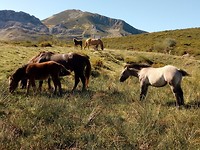 Asturische paarden.