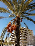Dadelpalm.