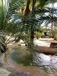De Palmeral.