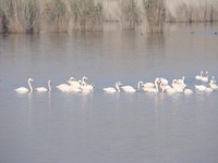 Flamingo's.