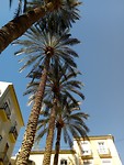 Palmen.