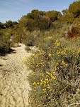 Duinen bij de camping.
