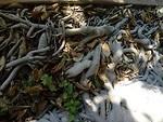 Boomwortels.