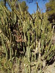 Cactussen langs het pad.