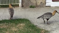 Aan de wandel in El Calafate