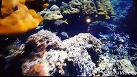 XiaoYing_Video_1551849833797_1080HD