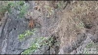 XiaoYing_Video_1555998625312_1080HD