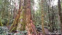 XiaoYing_Video_1556449548905_1080HD