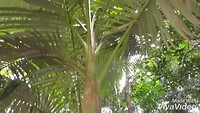 XiaoYing_Video_1563416314723_HD