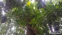 XiaoYing_Video_1563780493112_HD