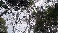 Monkey Forest Lombok