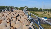 VID_20200626_081508005