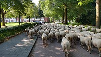 IMG_20200718_095637518_HDR