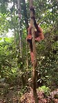 Orang-oetan