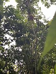 Orang-oetan