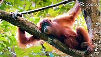 Gunung Leuser NP