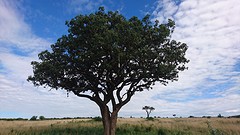 Boompje in Masai Mara