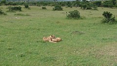 Leeuwen @ Masai Mara