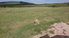 Cheetah