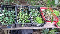 Auditie veur de moestuin