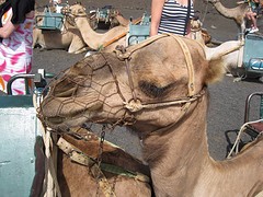 Lanzarote