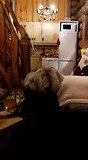 Rendier (gekkigheid) in het huisje