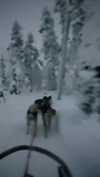 Husky sleetocht