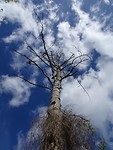 dode boom zwevend in de lucht ;o))