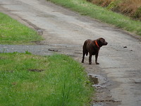 het aggressieve hondje ;o))