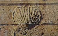 een schelp de st jaques