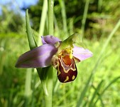 orchidee, let op het balletje
