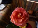 h172 My love is like a rose