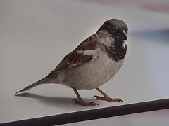 d15 hongerig musje, Torrenueva