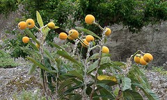 d46 nispera's, omgeving Ítrabo