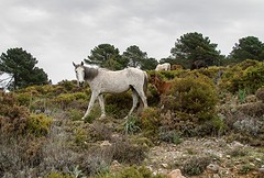 d55 Parque natural bij Cortijo de los Prades
