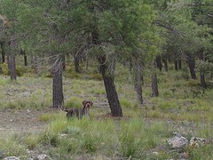 d57 Parque natural bij Cortijo de los Prades