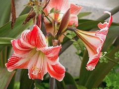 d128 Salobreña