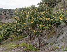 d45 nispera-bomen, omgeving Ítrabo