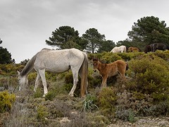 d56 Parque natural bij Cortijo de los Prades