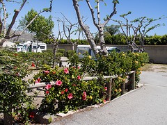 d135 camping Don Cactus, Carchuna