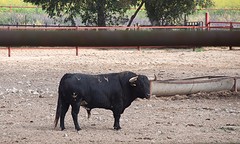 e021 A Campo Abierto