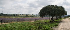e025 A Campo Abierto