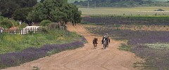e029 A Campo Abierto