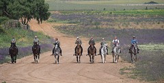 e031 A Campo Abierto
