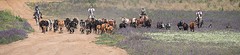 e034 de koeien en kalveren, A Campo Abierto